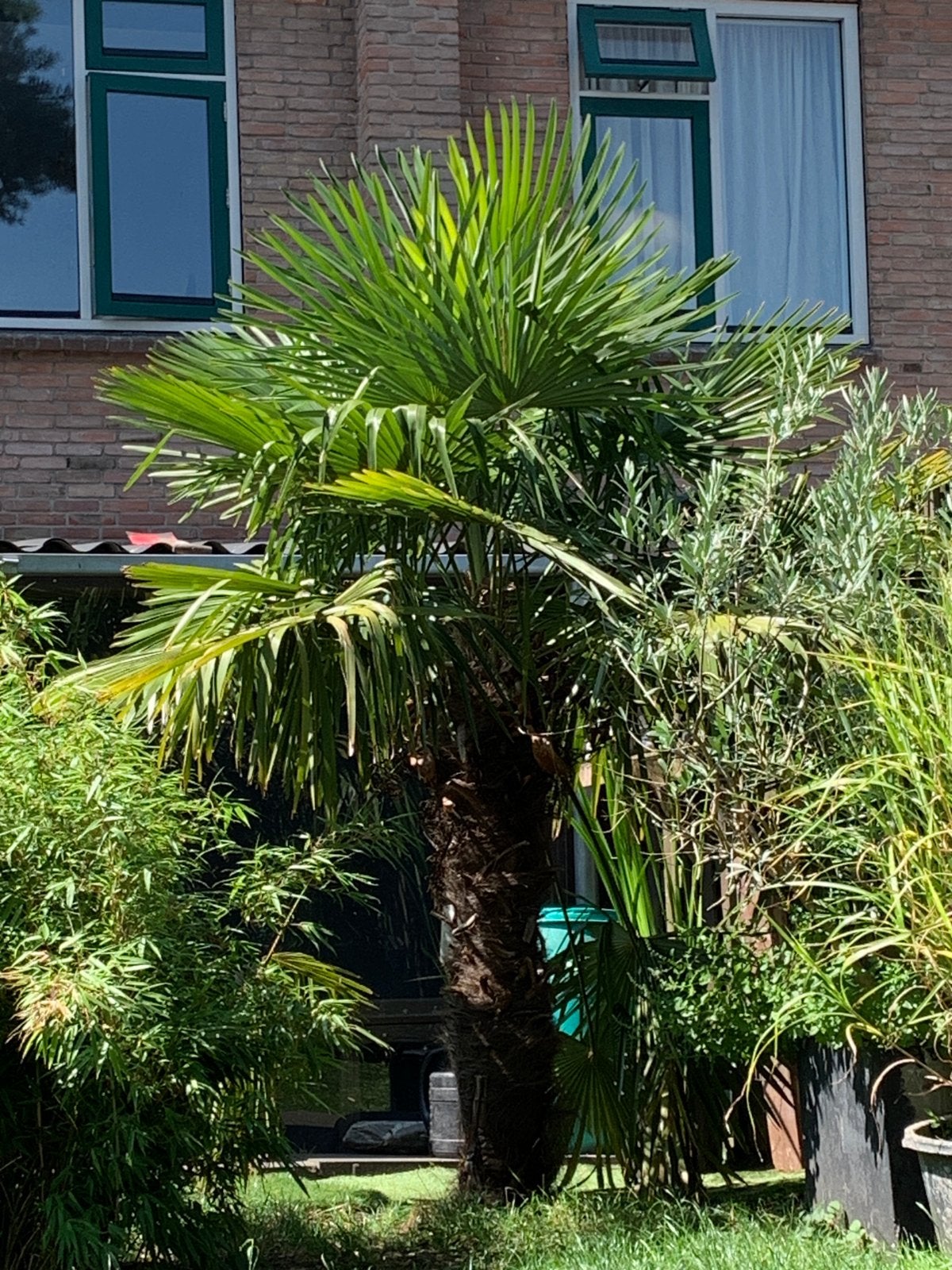 Grote Palmboom, 100 tot 250 cm, Zomer, Palmboom, Ophalen