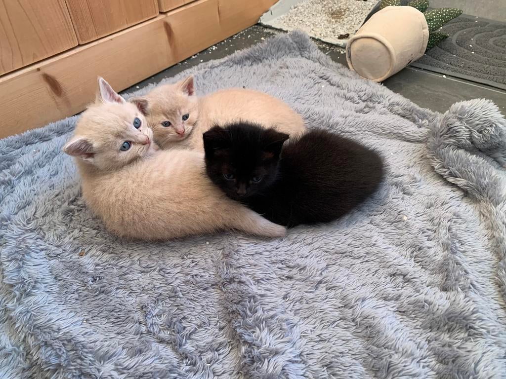 Te koop, hele leuke kittens, Dieren en Toebehoren, Katten en Kittens | Overige Katten, Meerdere dieren