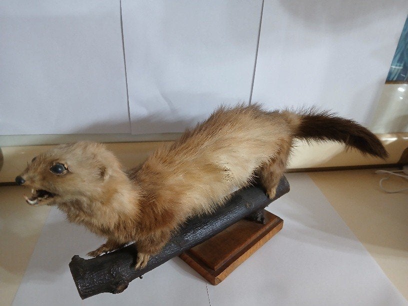 Taxidermy, Verzamelen, Verzenden, Zo goed als nieuw, Insect, Opgezet dier