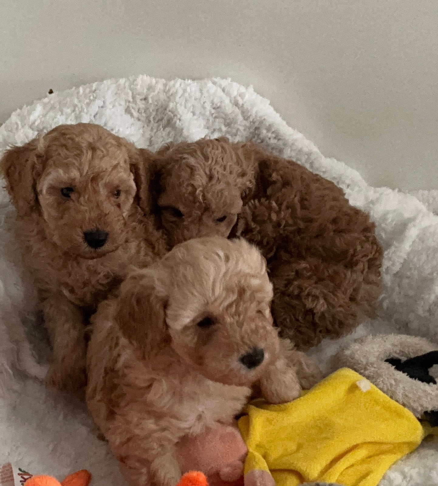 Dwergpoedel pups, Poedel, 8 tot 15 weken, CDV (hondenziekte), Meerdere