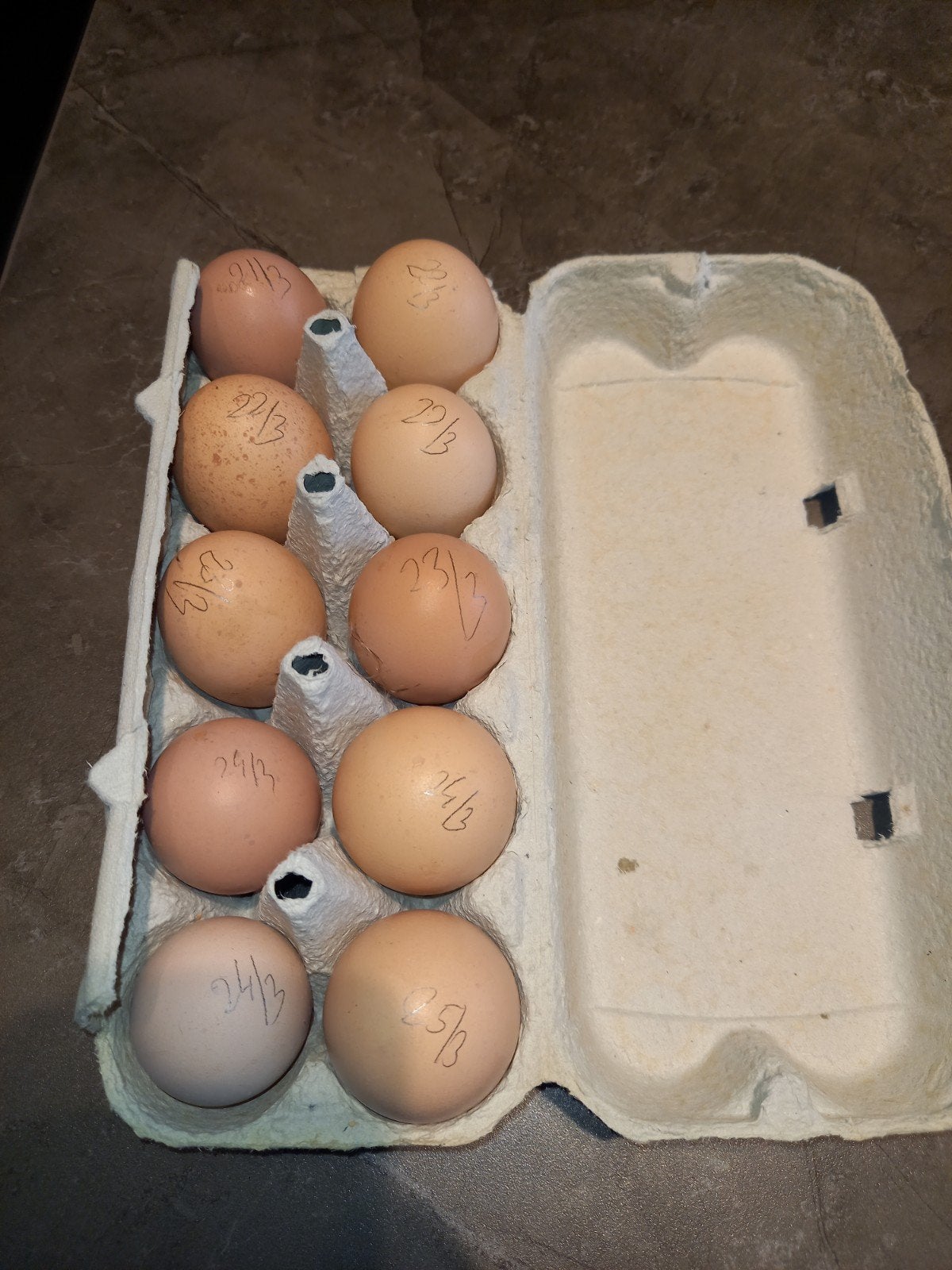 broedeieren grote amrock x welsumer haan, Ophalen, Nieuw, Overige typen