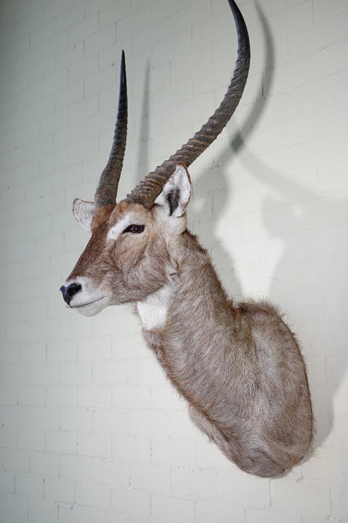 waterbok antilope taxidermy waterbuck opgezette, Verzamelen, Dierenverzamelingen, Ophalen, Zo goed als nieuw, Hert, Gewei of Kop