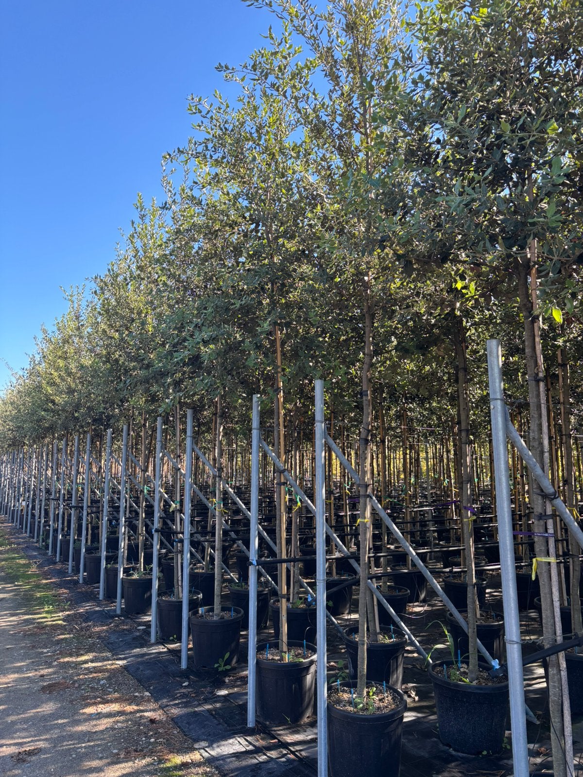 Quercus ilex – Steeneik hoogstam, In pot, Bloeit niet, Halfschaduw, 250 tot 400 cm