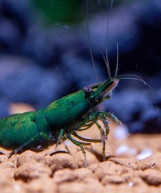 Green jade neocaridina, Kreeft, Krab of Garnaal, Zoutwatervis, Schoolvis