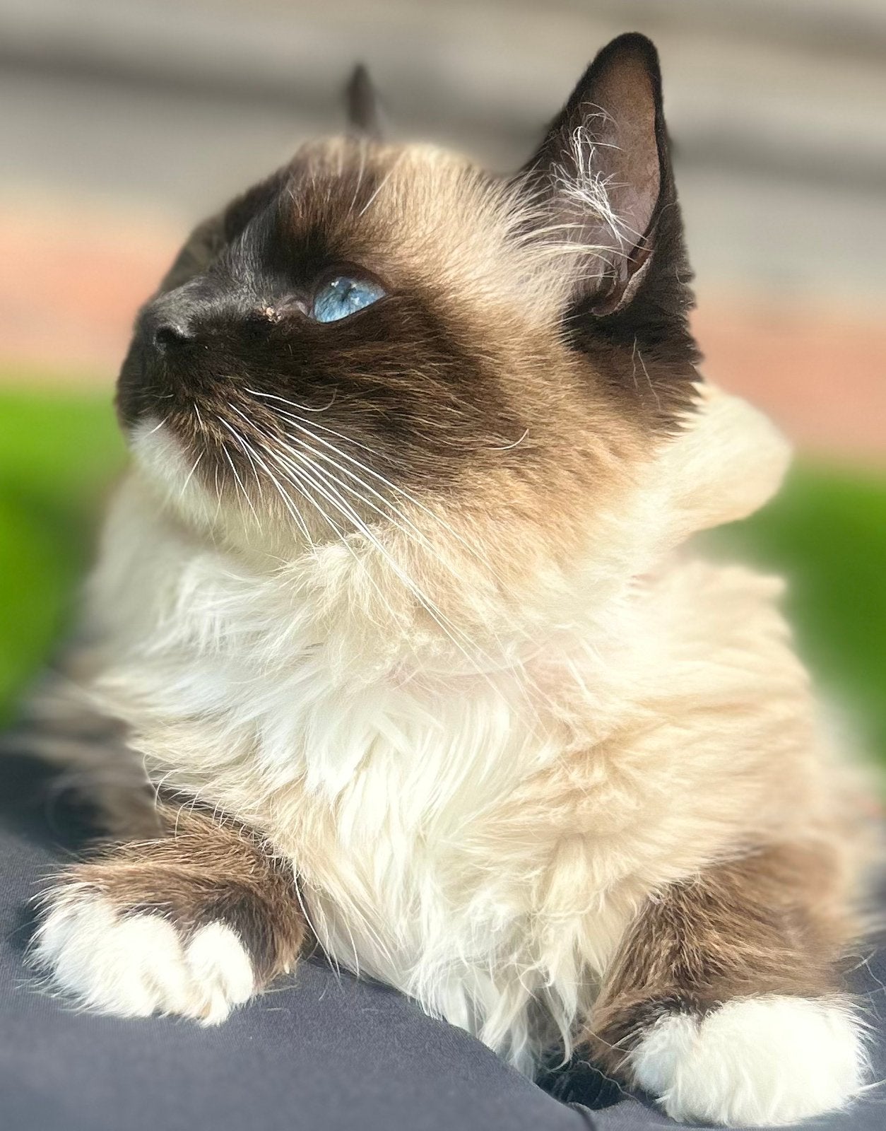 Lieve katten, Poes, Gechipt