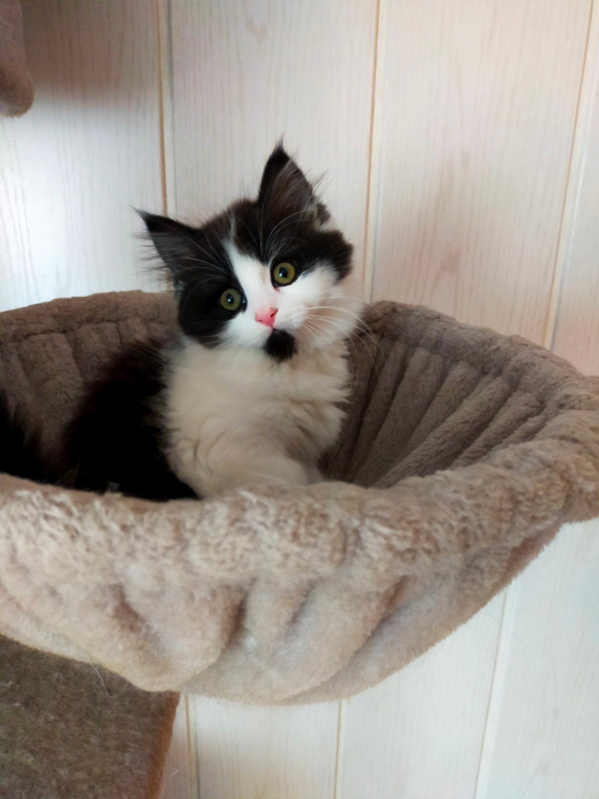 syberische kitten katertje, Kater
