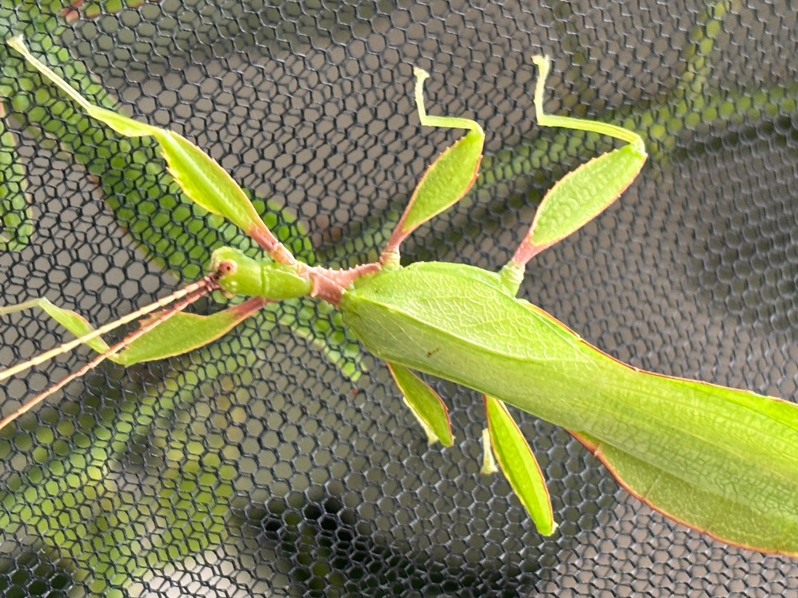Eitjes wandelend blad Phyllium letirantie tataba, Dieren en Toebehoren