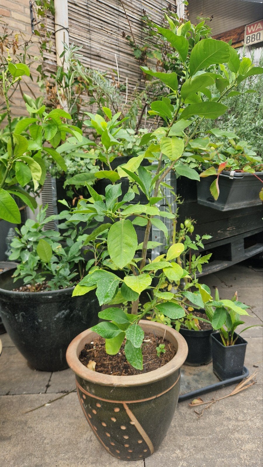 Citroenplanten Eigen kweek en een grapfruit in blauwe pot, Tuin en Terras, Ophalen, Volle zon, Vaste plant, Fruitplanten