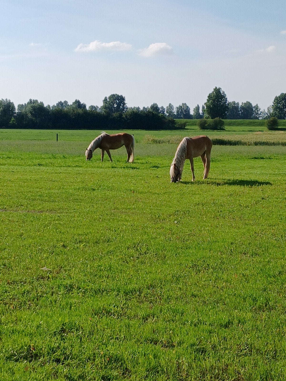 pensionstalling pony paard aangeboden, Weidegang, 2 of 3 paarden of pony's