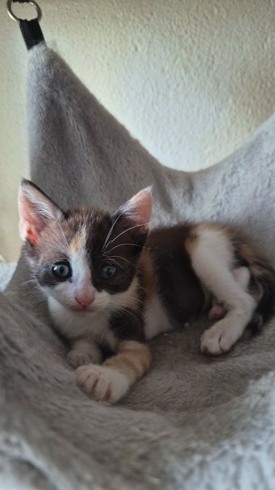 poesje lapjes, Poes, Ontwormd