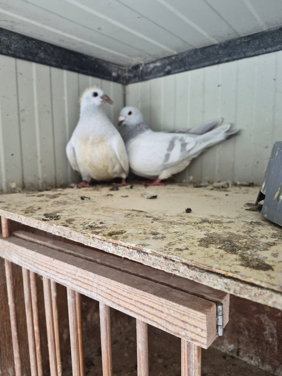 Poederblauwe kleurpostduiven te koop, Dieren en Toebehoren, Vogels | Duiven, Meerdere dieren, Postduif