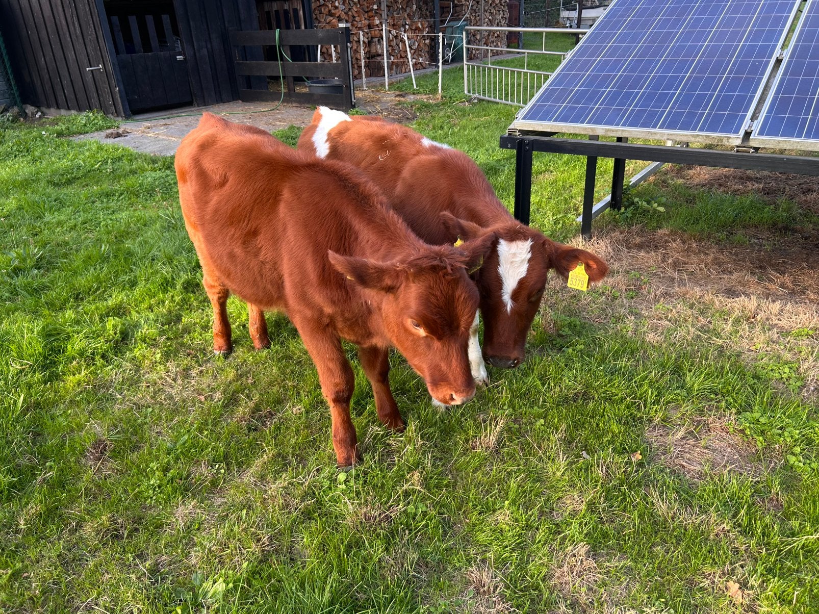 Roodbont kalveren, Dieren en Toebehoren, Vrouwelijk