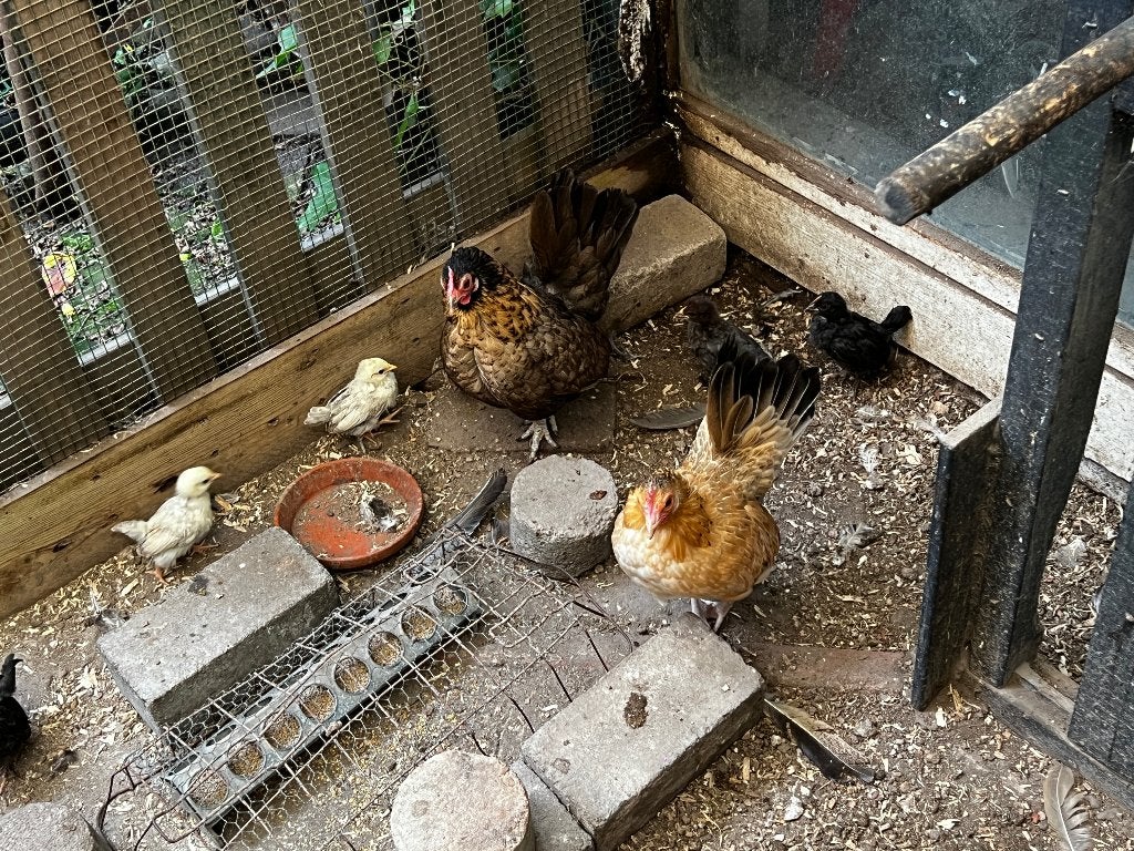 Hollandse krielen 6 weken, Dieren en Toebehoren, Meerdere dieren, Kip