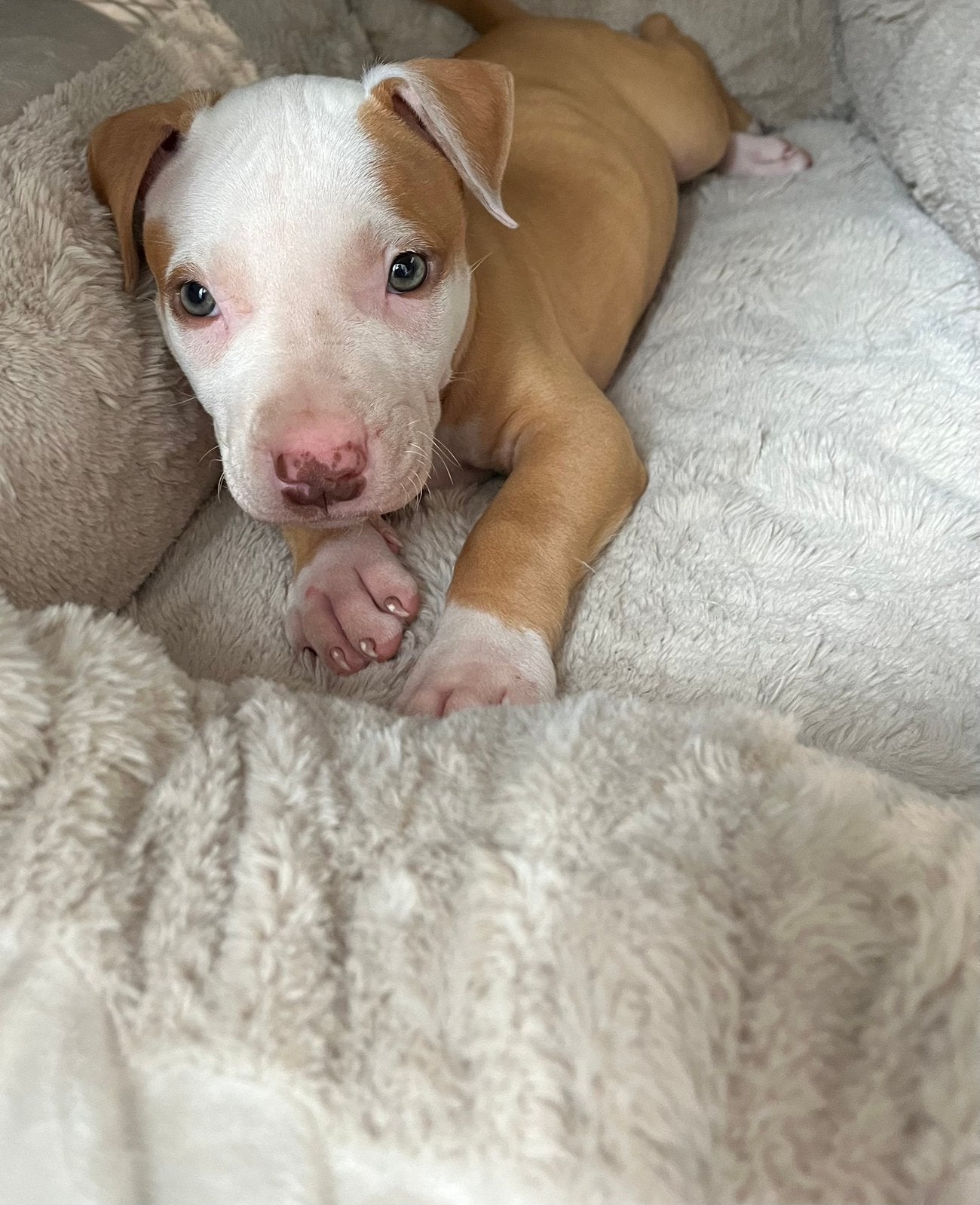 Amerikaanse stafford pup, 8 tot 15 weken, Meerdere, Meerdere dieren, Middel