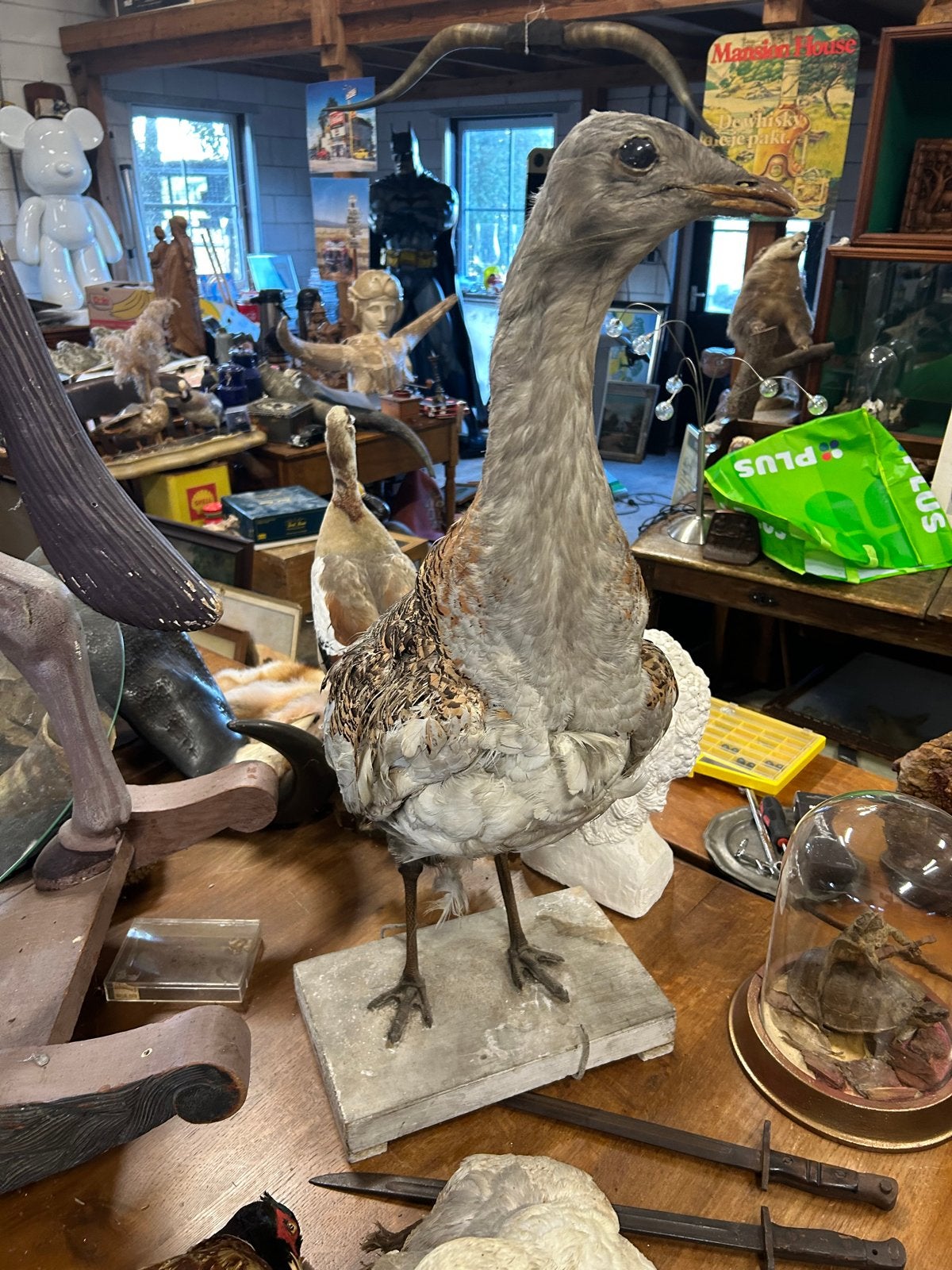 Mooie zeldzame grote trap taxidermy, Ophalen