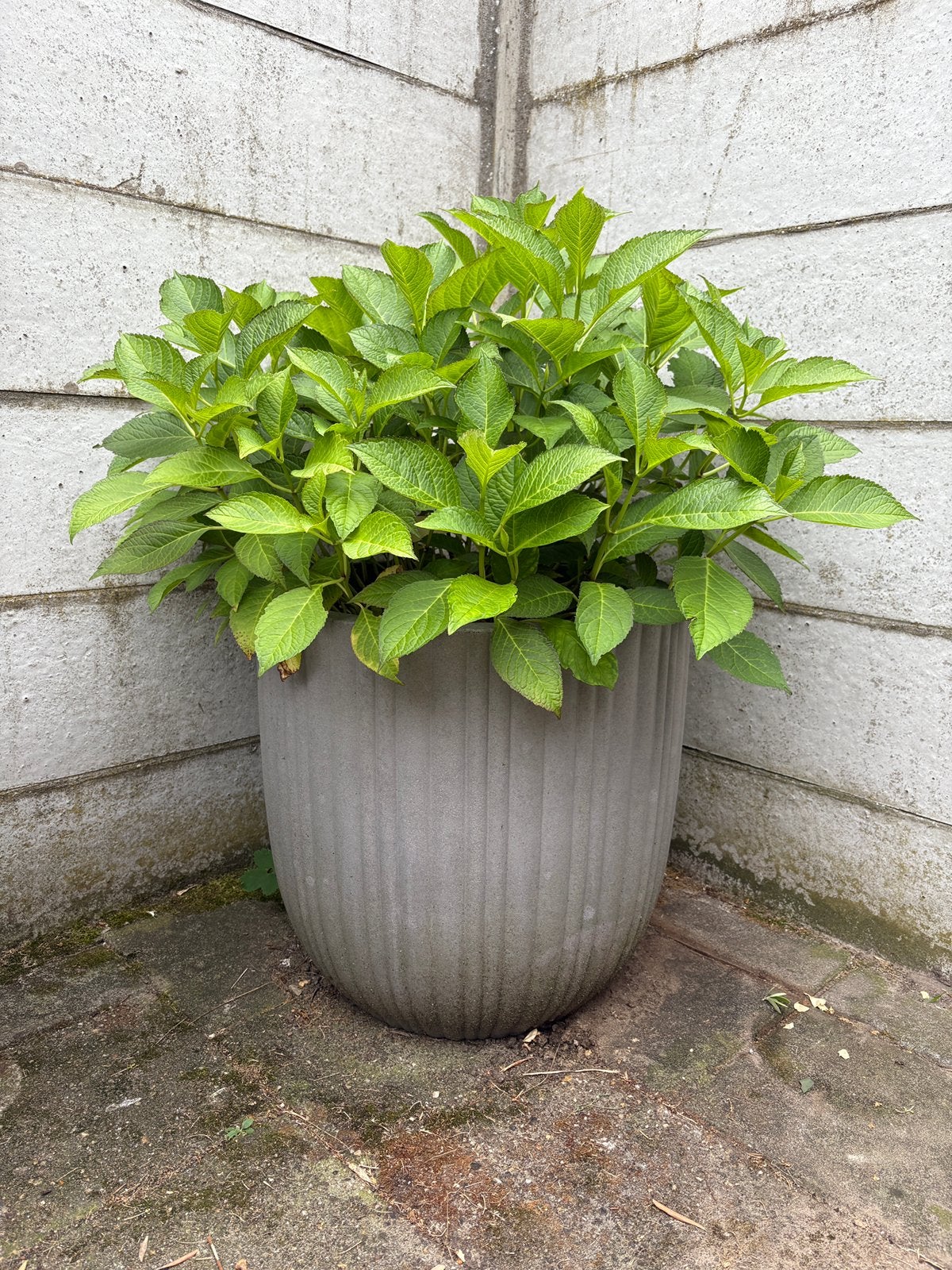 Hortensia in Capi bloempot, Ophalen, Zo goed als nieuw, Rond, Kunststof
