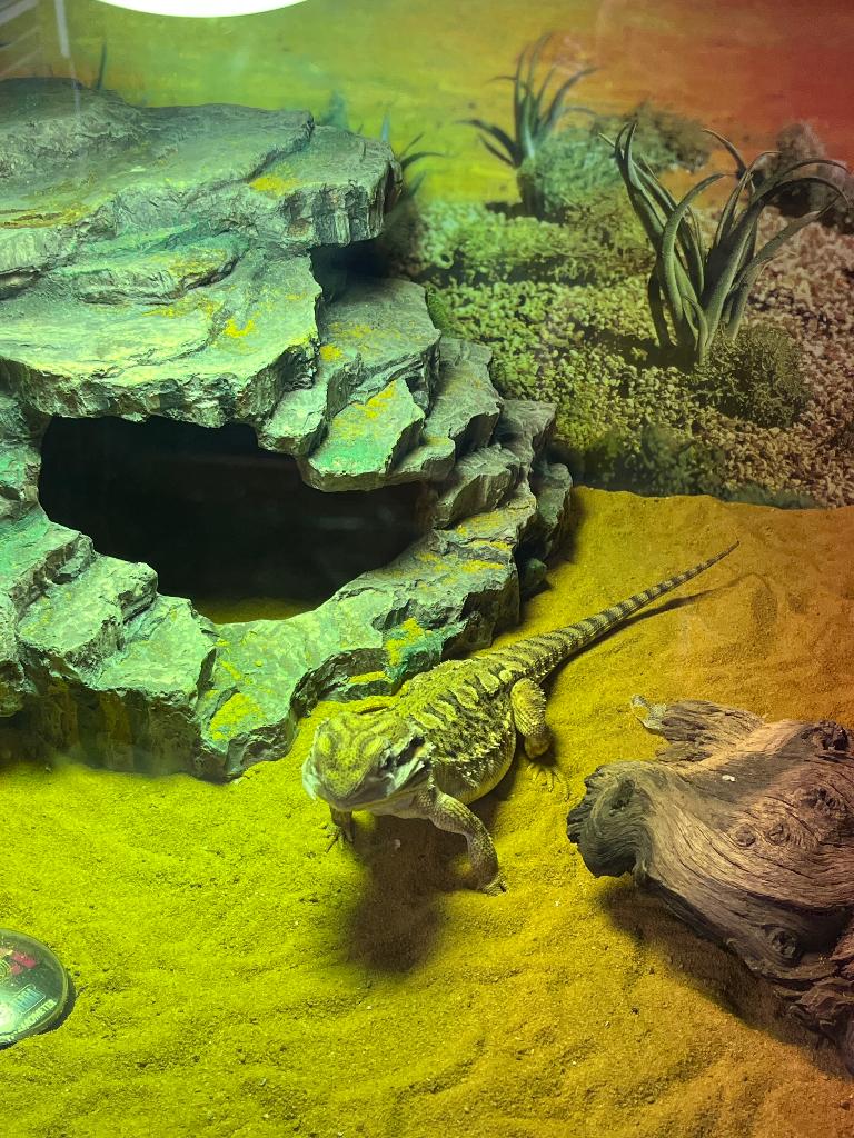 Complete set: Prachtige Dwerg-baardagaam 'Willy' (5 jaar) Bearded Dragon - female for sale from Joos