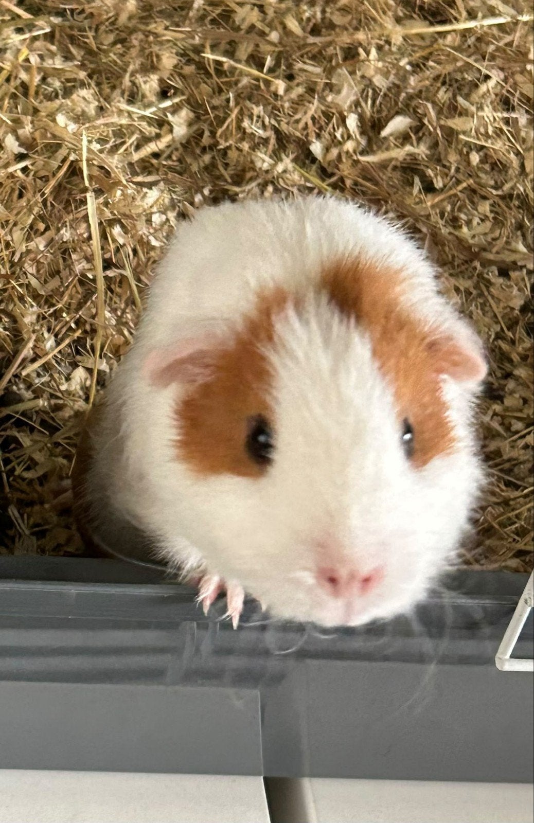 roodbont zeugje beschikbaar, Dieren en Toebehoren, Cavia, Vrouwelijk, Mei, Tam