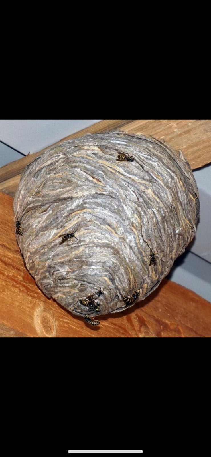 Wespen nest wespen hornaars etc, Ophalen, Zo goed als nieuw, Ongediertebestrijding