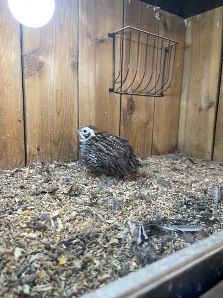 montezuma kwartel Man, Dieren en Toebehoren, Vogels | Overige Vogels, Mannelijk, Tam
