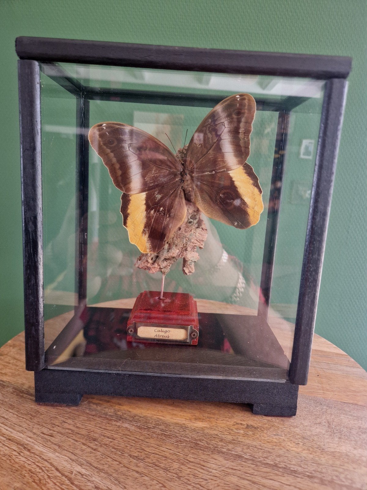 Caligo Atreus vlinder in glazen vitrine, Ophalen, Zo goed als nieuw
