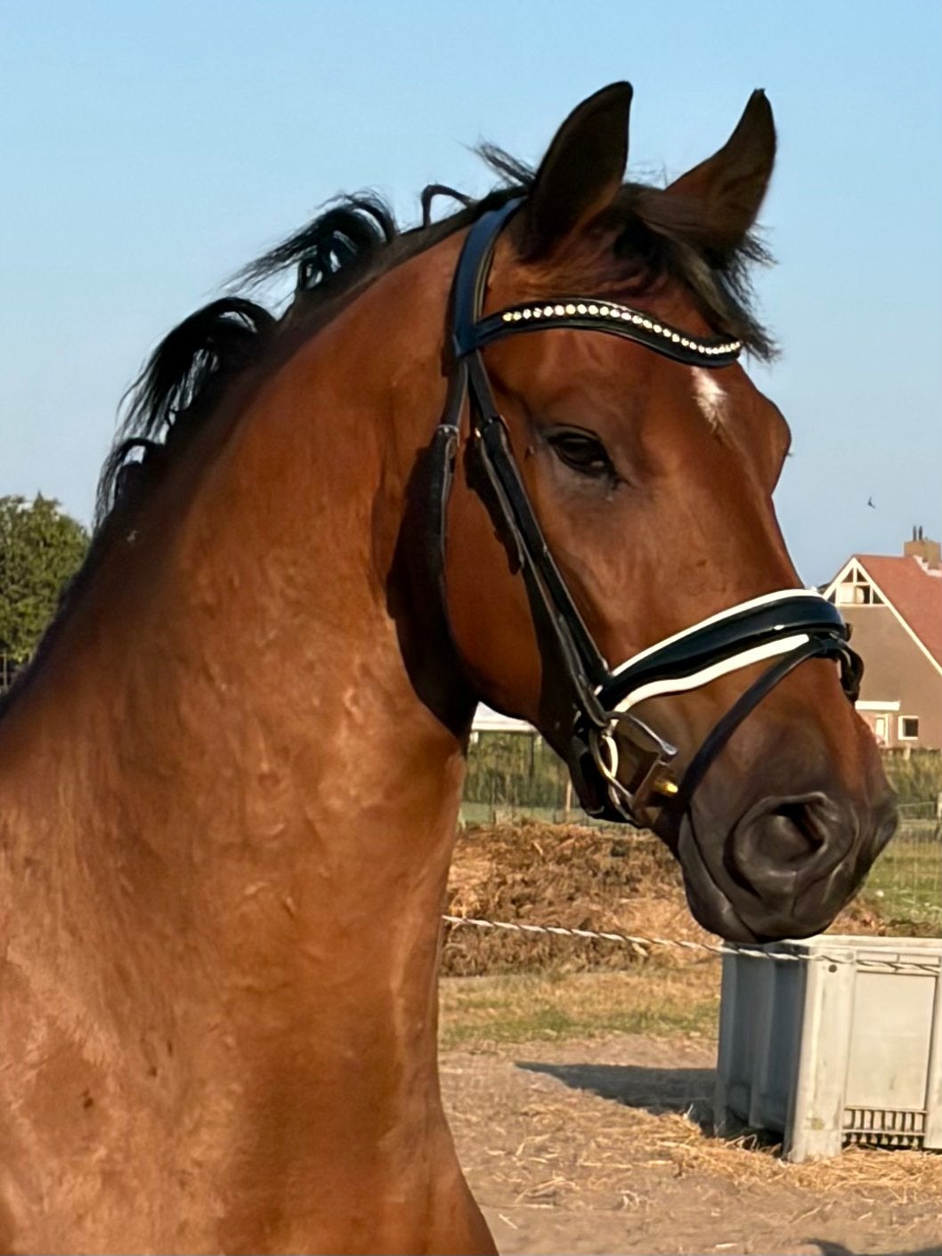 4 jarige ruin, Dieren en Toebehoren, Paarden, Ruin, Zadelmak, 160 tot 165 cm, 3 tot 6 jaar, Dressuurpaard, Met stamboom, Gechipt