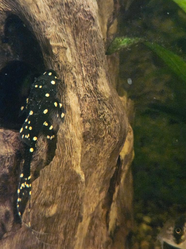 Polkadot lyretail pleco, Dieren en Toebehoren, Vissen | Aquariumvissen, Vis, Zoetwatervis