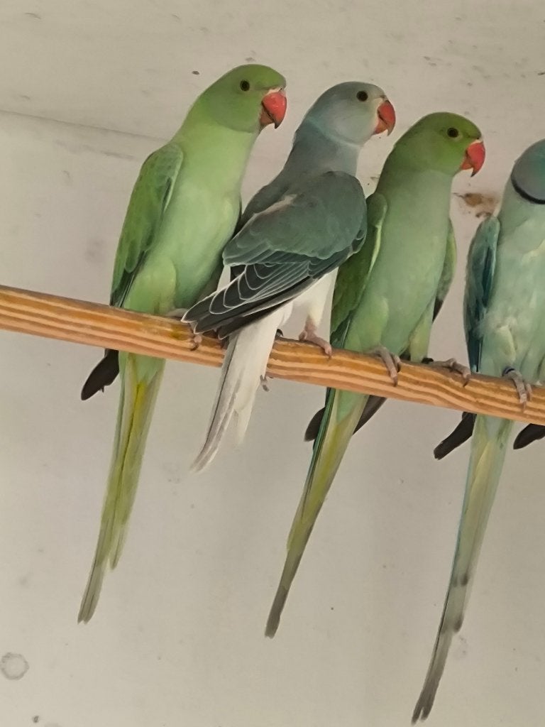 halsband parkieten, Dieren en Toebehoren, Meerdere dieren, Parkiet, Geringd