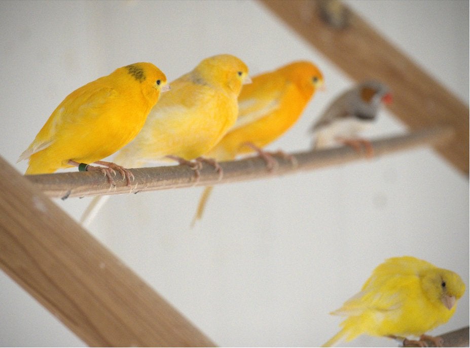 Kanaries, Dieren en Toebehoren, Vogels | Kanaries, Meerdere dieren, Kleurkanarie