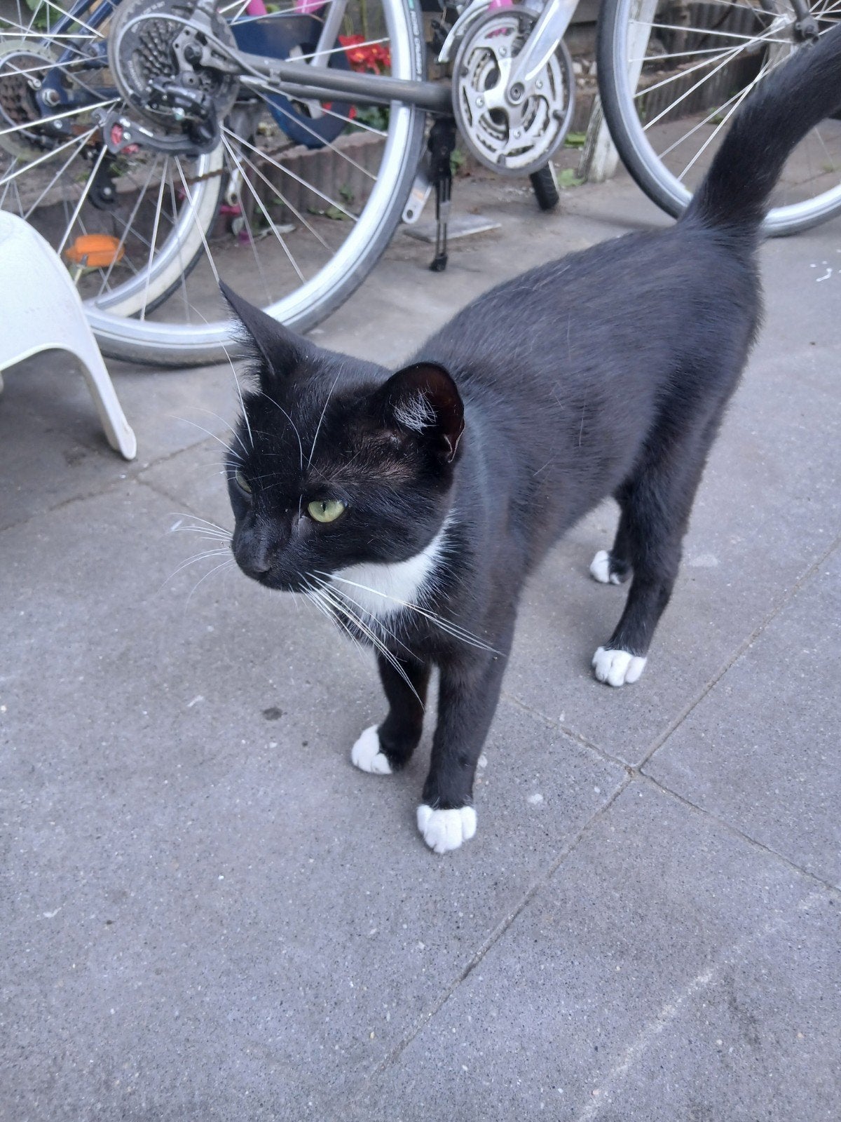 gratis, Ophalen of Verzenden