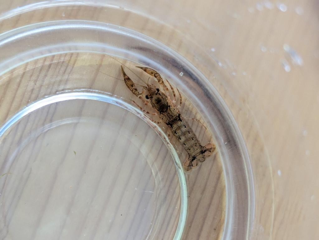 2 dwerg kreeften (ook appart te koop), Dieren en Toebehoren, Vissen | Aquariumvissen, Kreeft, Krab of Garnaal, Zoetwatervis