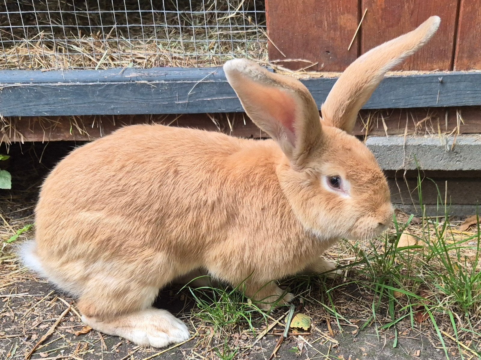 Ontzettend leuke gecastreerde Vlaamse reus ram, Mannelijk, Groot, 0 tot 2 jaar