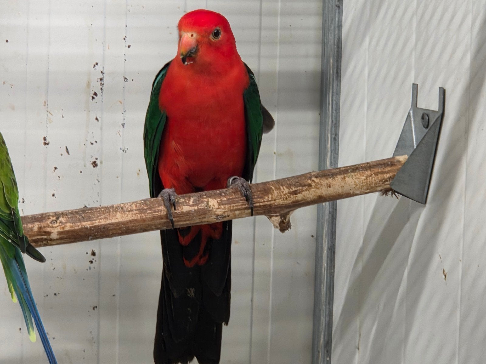 Koppel koningsparkieten, Meerdere dieren, Parkiet, Geringd