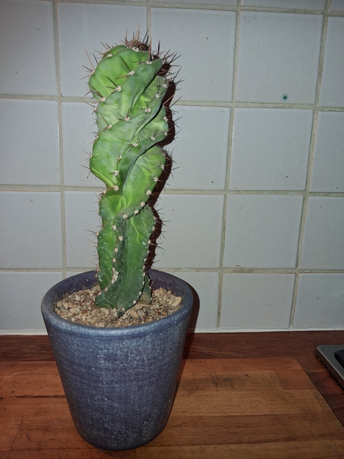 Cactus in pot - 25 cm hoog, Huis en Inrichting, Ophalen, Minder dan 100 cm, In pot, Cactus