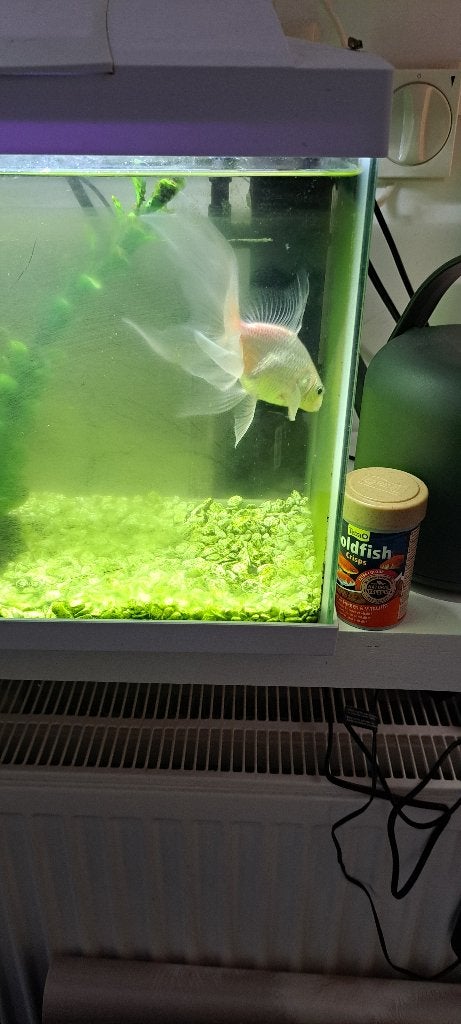 Mini aquarium, Ophalen, Gebruikt, Overige typen, Overige merken