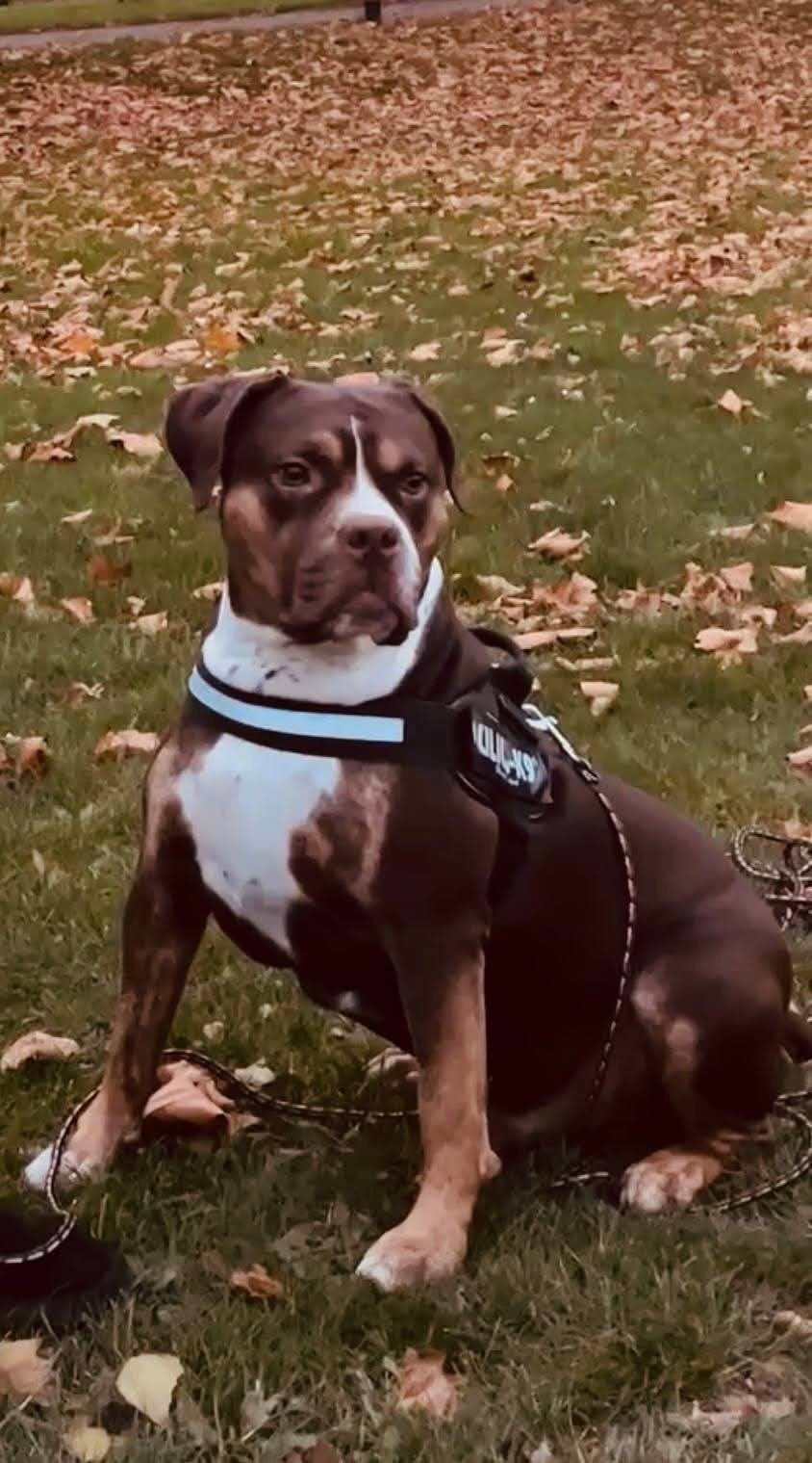amerikaanse bully xl, Dieren en Toebehoren, Reu, Groot, Eén hond, 3 tot 5 jaar