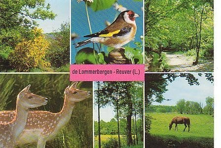 Ansichtkaart 	Reuver	De Lommerbergen	6-luik	Natuur, Verzenden, 1960 tot 1980, Ongelopen, Limburg