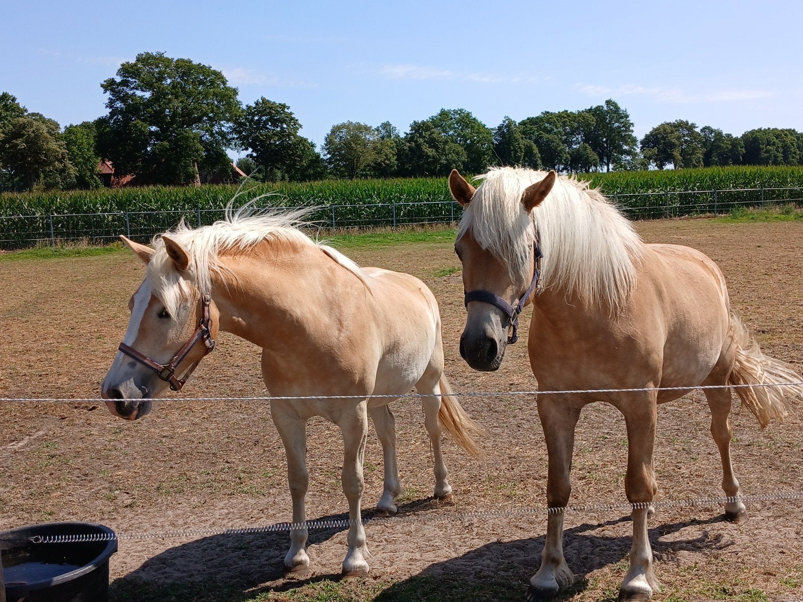 2 jarige Haflinger merrie te koop, Merrie, Met stamboom, Minder dan 160 cm, 0 tot 2 jaar