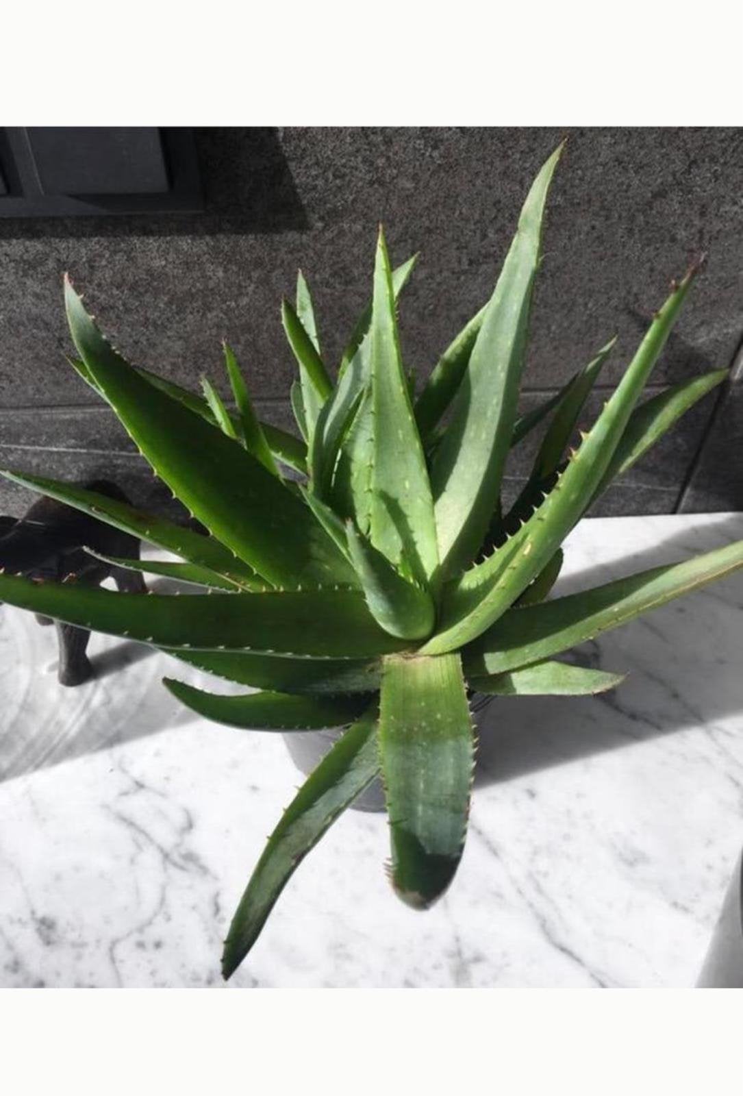 Grote mooie gezonde biologische Aloë Vera plant in pot, Ophalen, Vetplant, Halfschaduw, In pot