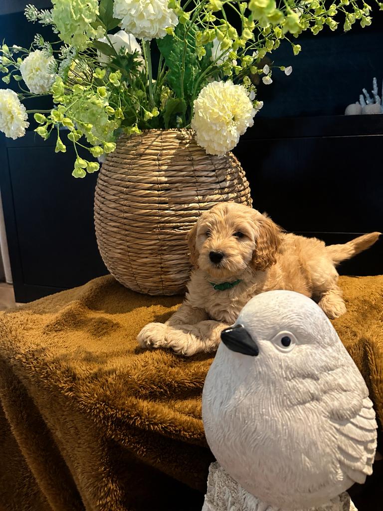 Prachtig Australian Labradoodle Teefje., 8 tot 15 weken, Teef, Parvo, Meerdere