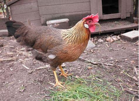 Broedeieren Leghorn patrijs, Geslacht onbekend, Kip
