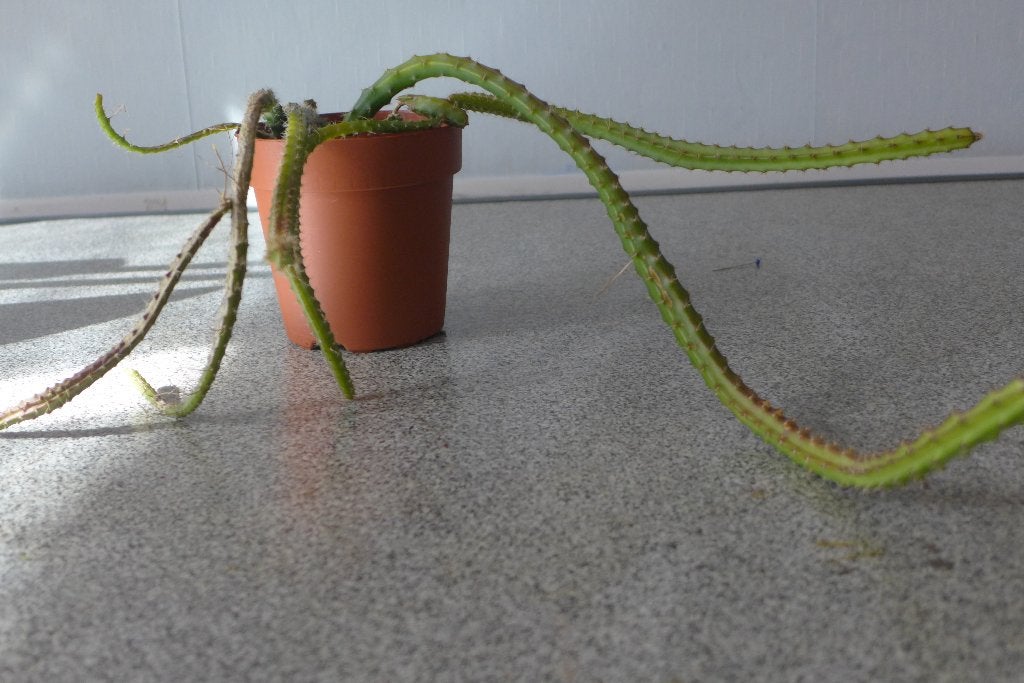 cactus koningin van de nacht, Ophalen, Overige soorten, In pot, Minder dan 100 cm