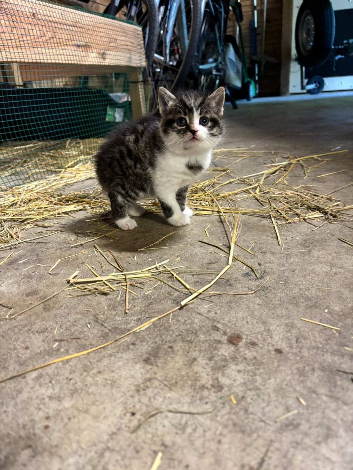 4 boerderij kittens, Poes