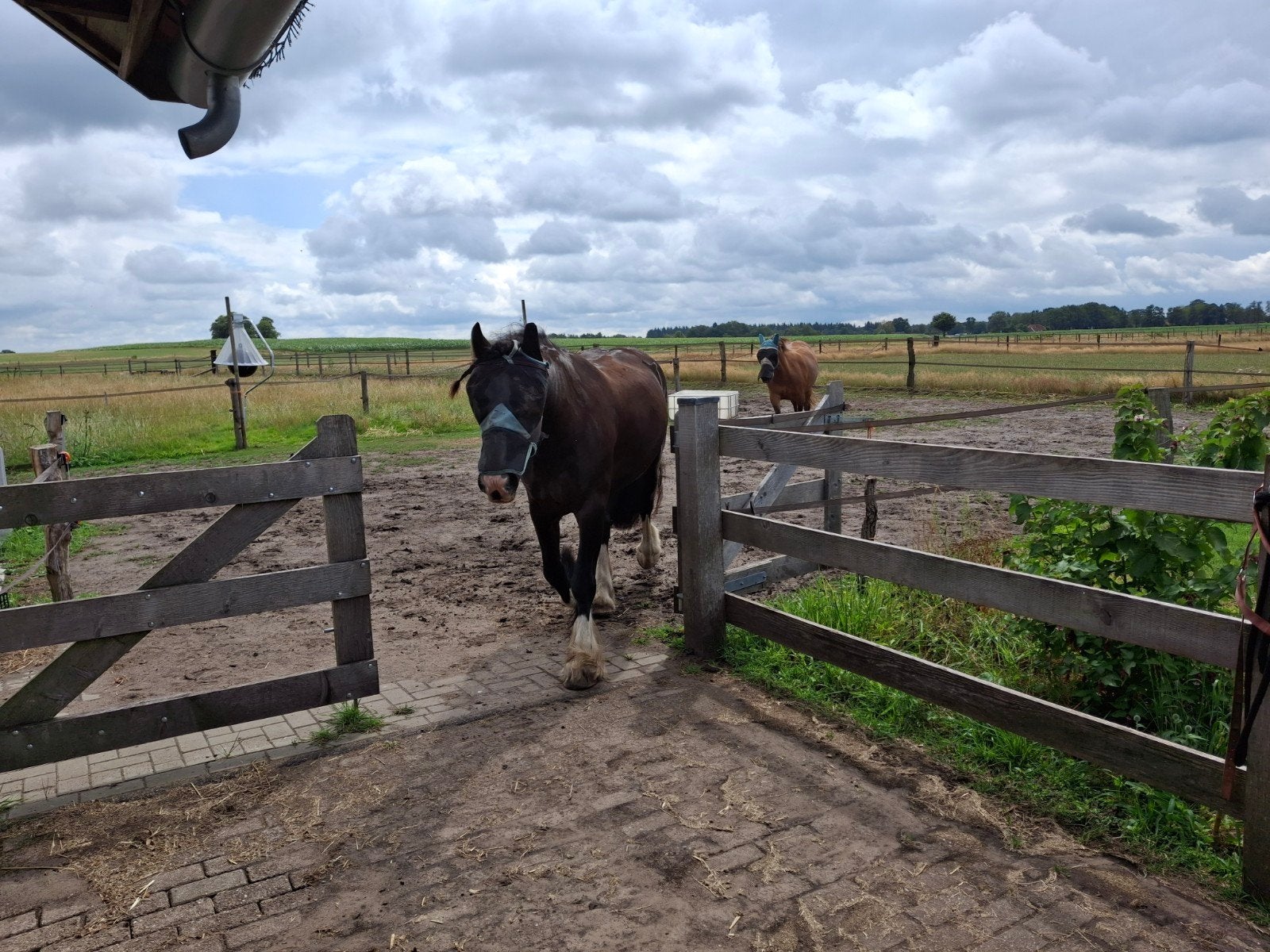 pension pony stalling, Weidegang, 1 paard of pony