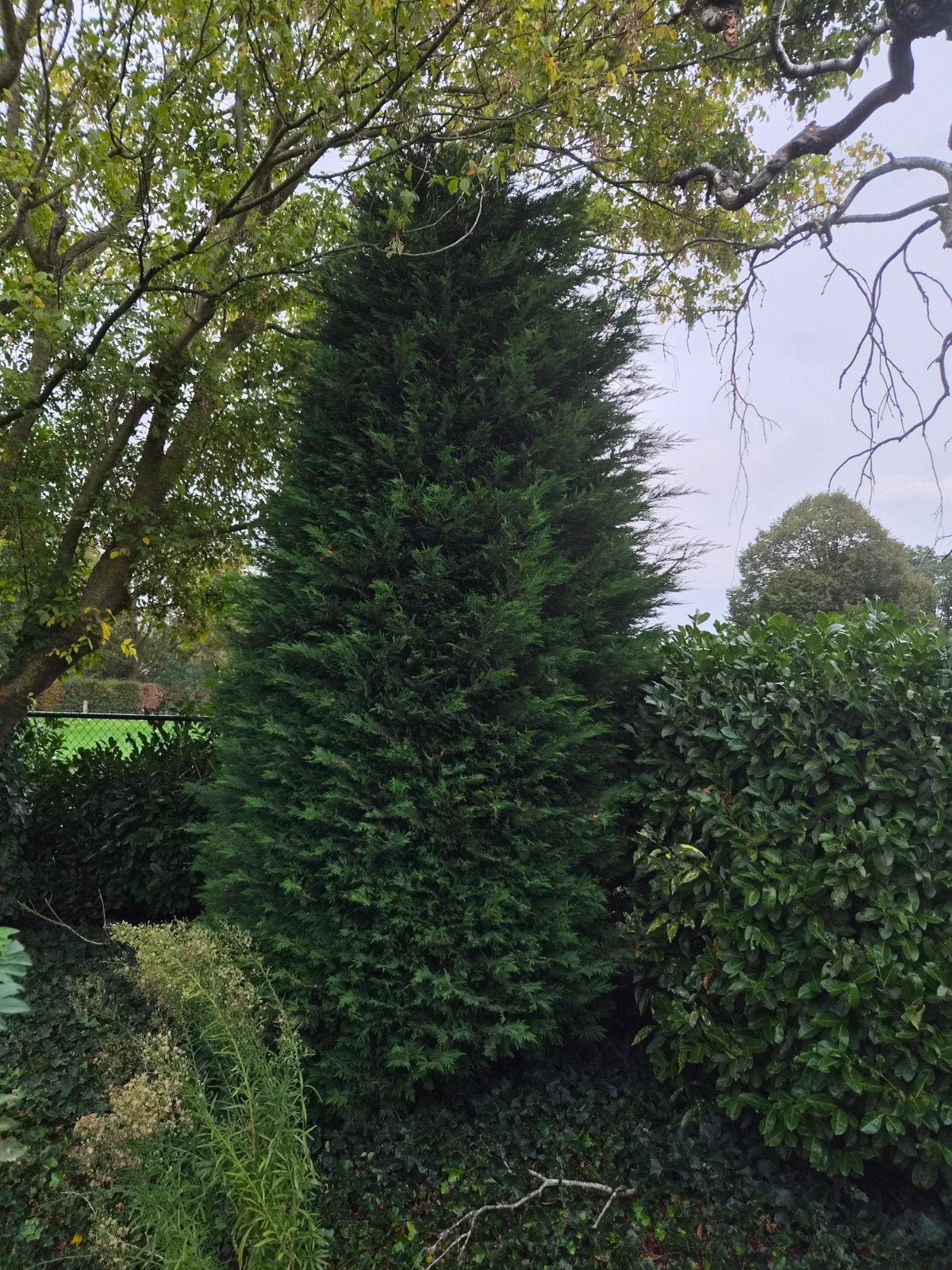 Grote Conifeer - Ideaal voor privacy in uw tuin, Tuin en Terras, Ophalen, Conifeer, Struik, 250 cm of meer