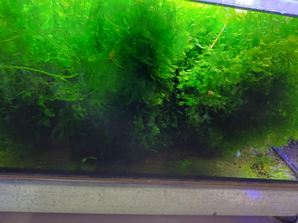 Levermos, Dieren en Toebehoren, Vissen | Aquaria en Toebehoren, Ophalen of Verzenden, Nieuw, Plant(en), Steen of Hout