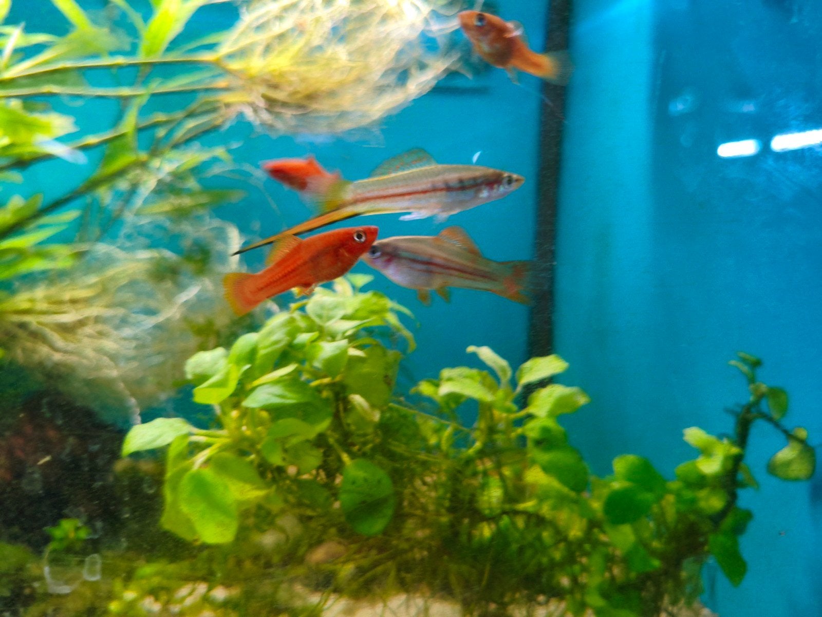 Zwaarddragers per stuk 2.50 euro, Dieren en Toebehoren, Vis, Zoetwatervis
