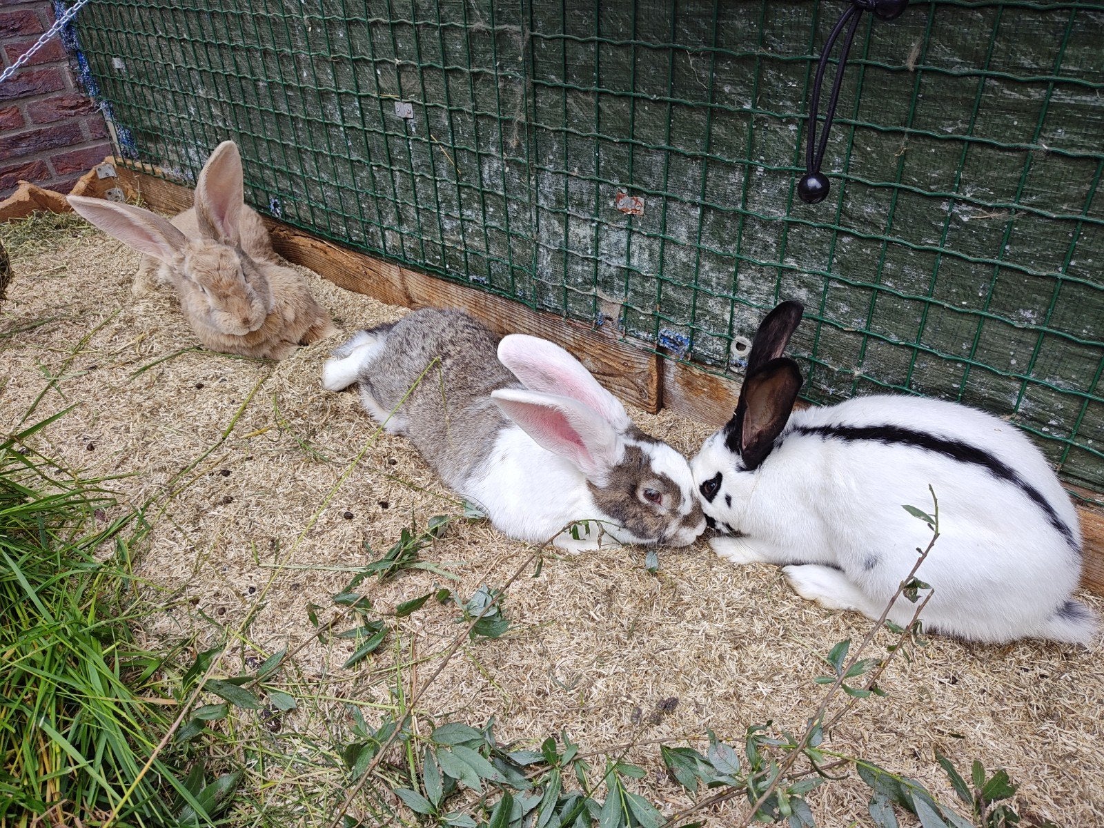 GEZOCHT: Een maatje voor onze Stip, Dieren en Toebehoren, Mannelijk, Middelgroot, Hangoor, 3 tot 5 jaar