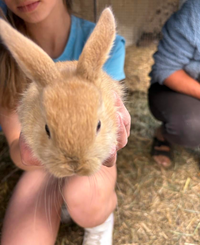Leuke konijntjes nieuwe fotos, Dieren en Toebehoren, Geslacht onbekend, Middelgroot, 0 tot 2 jaar