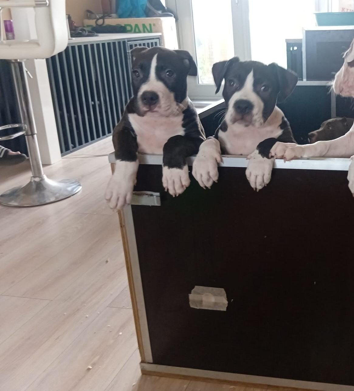 american bully  xl /xxl pups Dbkc stamboom, Dieren en Toebehoren, CDV (hondenziekte), 8 tot 15 weken, Meerdere, Nederland